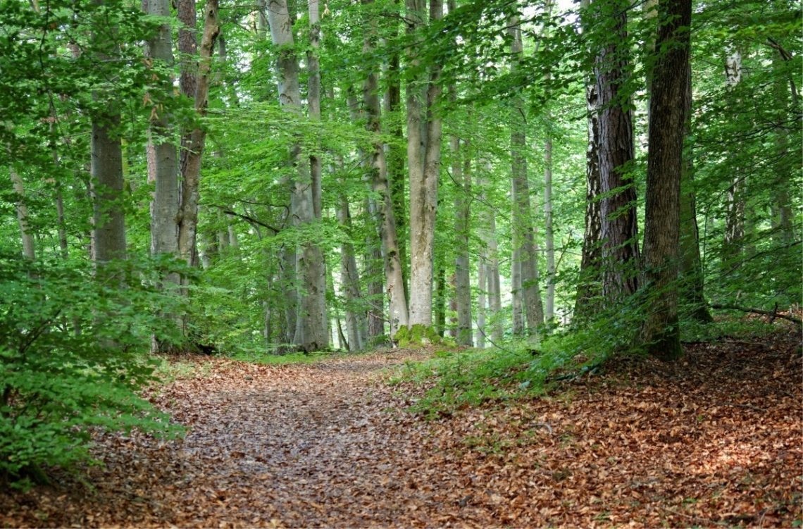Une forêt au printemps avec un sous-sol sec