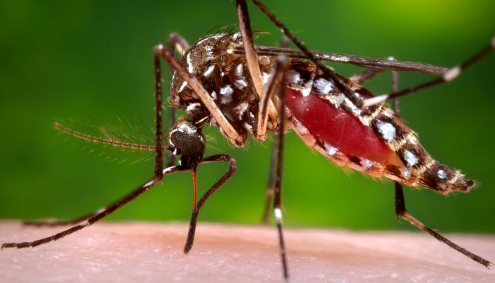  le moustique de la fièvre jaune. Aedes aegypti